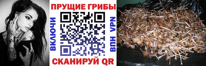 MEGA ONION  Горно-Алтайск  Галлюциногенные грибы MAGIC MUSHROOMS 